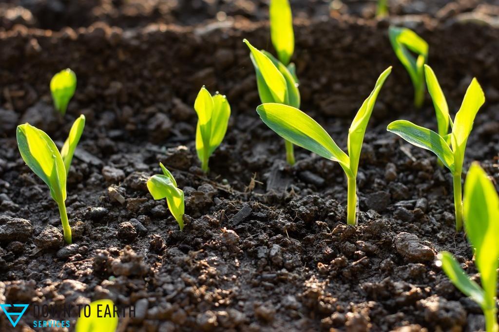 soil prep native plants